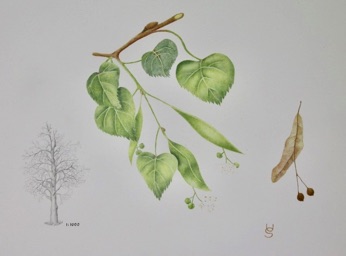 Pflanzenmalerei mit Sabine Uhde