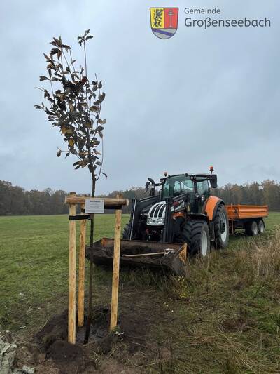 Die echte Mehlbeere ist ein Baum für die Zukunft, da er hitzebeständig und Trockenheit gut verträgt