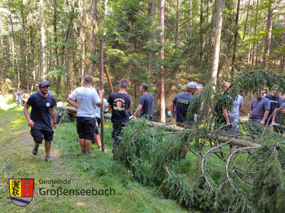 Die großen Ästen kommen schon vor dem Transport ab - bis auf den obersten Teil. Die Spitze des Baumes inkl. Ästen wird später am Festplatz mit bunten Bändern geschmückt.  